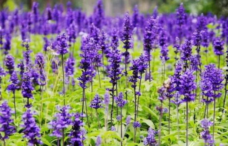 好养的大型绿植有哪些「好养的大型绿植有哪些 室内」